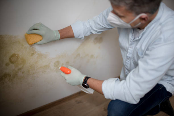 Best Kitchen Mold Remediation in Port Richey, FL
