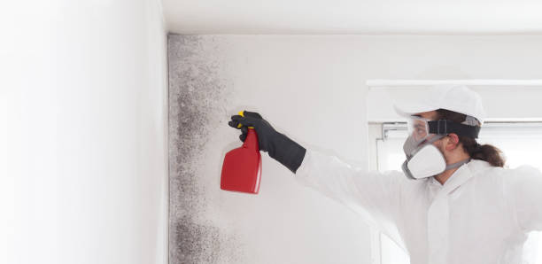 Best Post-Flood Mold Remediation in Port Richey, FL