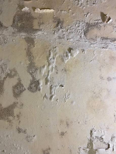 Best Mold Remediation for Specific Building Types in Port Richey, FL