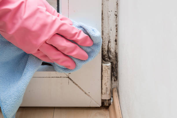 Best Attic Mold Remediation in Port Richey, FL